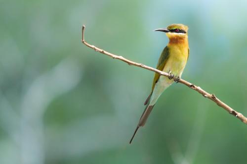 a small yellow bird perched on a tree branch at Mahoora Udawalawe - by Eco Team in Udawalawe