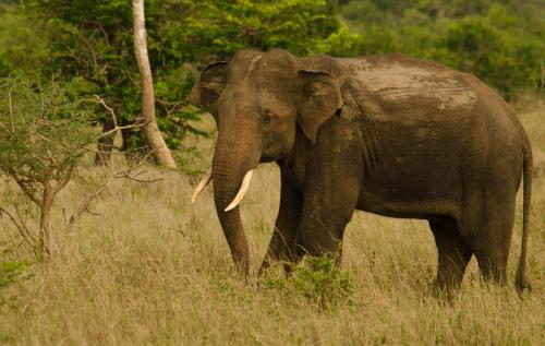 an elephant standing in a field of tall grass at Mahoora Wilpattu - by Eco Team in Wilpattu