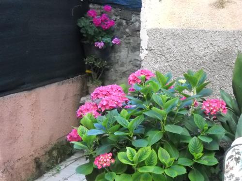 a garden with pink flowers next to a wall at Stella Marina delle 5 Terre in Levanto