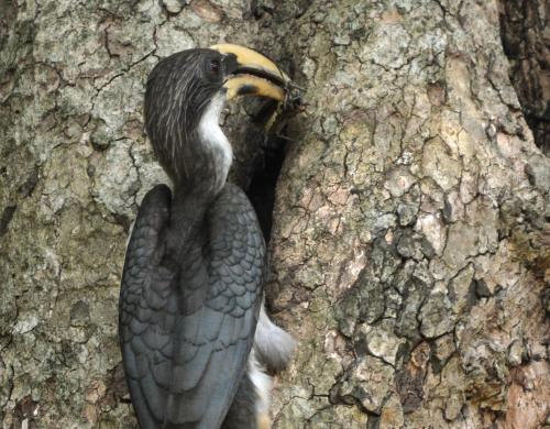 a bird with a banana in its mouth on a tree at Mahoora Yala - by Eco Team in Yala
