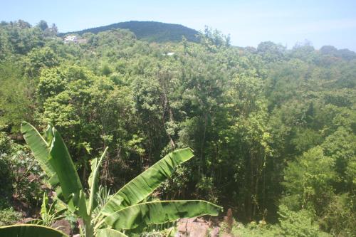 a forest of trees with a mountain in the background at Gîtes BB in Bouillante