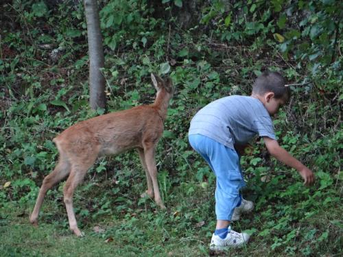 a young boy is looking at a baby deer at Apartment Snježana in Slunj