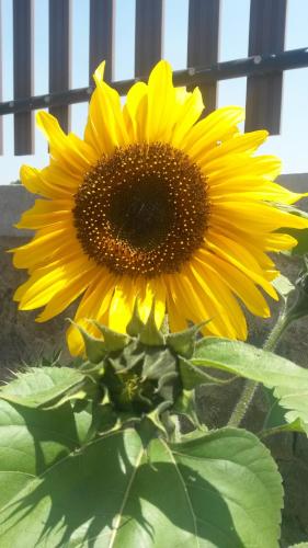 a yellow sunflower is sitting in a vase at Tranquil Villa in Nuwara Eliya