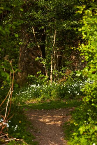 a dirt trail with white flowers and trees at Frederik VI's Hotel in Odense