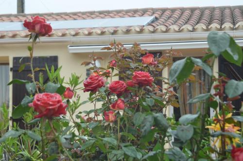 a group of red roses in front of a house at Chambres d'Hôtes La Forterie in Vairé
