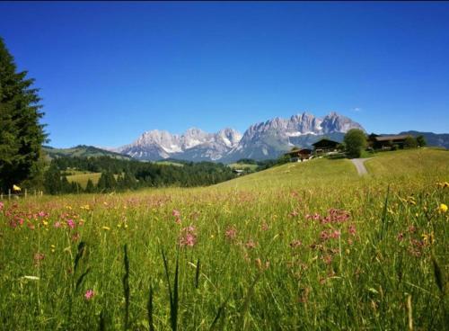 a field of grass and flowers with mountains in the background at Hof Hintererb in Kitzbühel