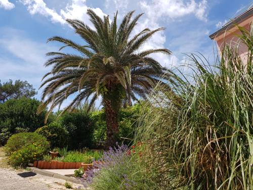 a palm tree in the middle of a garden at Apartments Laura in Mali Lošinj