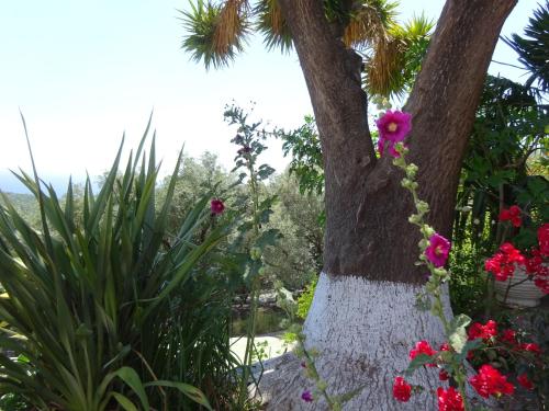 a tree with pink flowers on it next to some plants at Elena Rista Studios in Parga