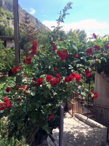 a bush of red roses in a garden at Apartman Nina2 in Risan