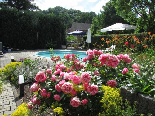 a garden with pink roses in front of a swimming pool at NoOaks in Meißen