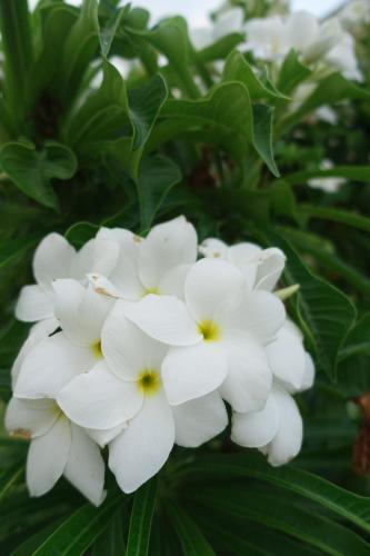 a bunch of white flowers with green leaves at Baan Rub Lom by Jane in Pak Chong