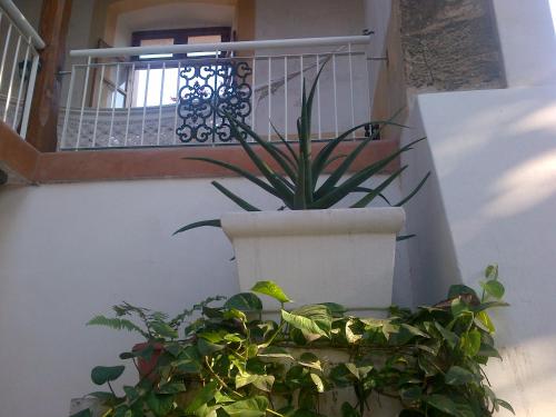 a plant in a pot sitting on the side of a staircase at Jardim dos Aloés, Unique B&B - Casa de Charme in Ilha de Moçambique