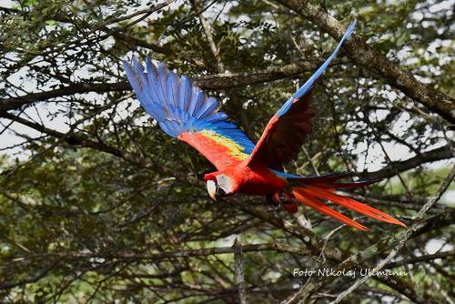 a colorful bird is flying in a tree at Hotel Cerro Lodge in Tarcoles