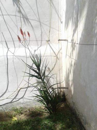 a plant is growing next to a white wall at Jardim dos Aloés, Unique B&B - Casa de Charme in Ilha de Moçambique