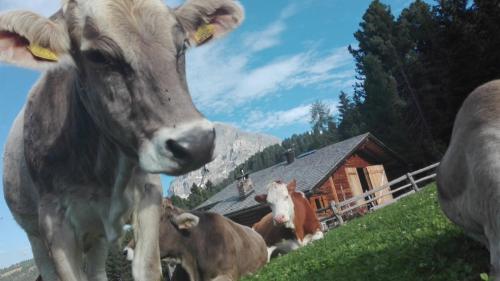 a group of cows standing on a grassy hill at Oberpiskoihof in Funes