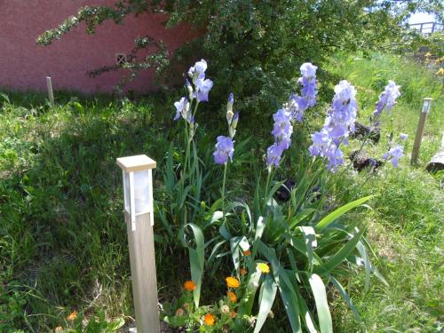 a bunch of purple flowers in a garden at Les Terrasses de Valensole in Valensole