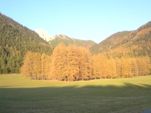 a group of trees in a field with mountains in the background at Gästehaus Fitsch in Obsteig