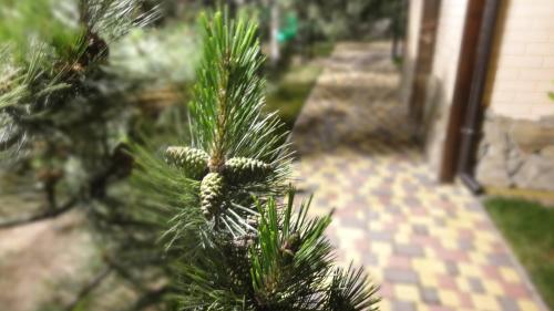 a close up of a christmas tree in a yard at Villa Sosnovy Bor in Zatoka