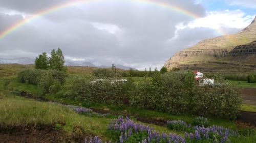 a rainbow over a field with purple flowers at Fossardalur Guesthouse in Djúpivogur