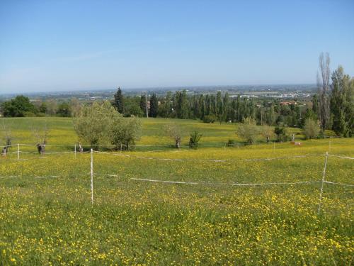 a fence in a field with yellow flowers at Agriturismo Montevecchio Isolani in Monte San Pietro