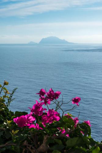 a group of pink flowers in front of a body of water at Hotel Punta Scario in Malfa
