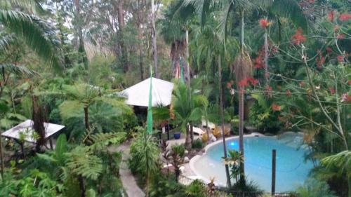 a view of a swimming pool in a forest at Alaya Ascend in Eudlo