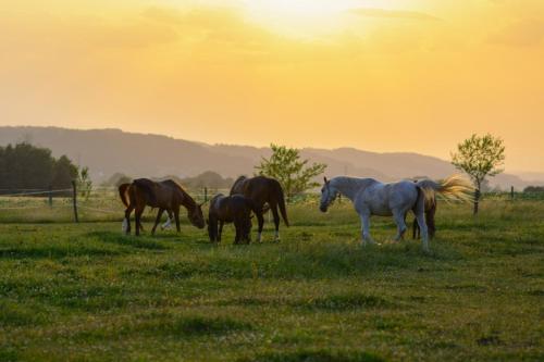 een groep paarden die in een veld grazen bij Bio-Pferdehof Fabian in Ludwigshof