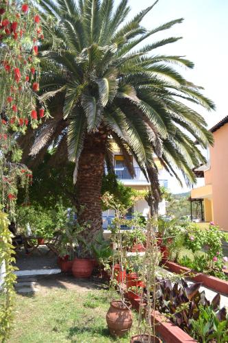 a palm tree in a garden next to a building at House Souzanna in Toroni
