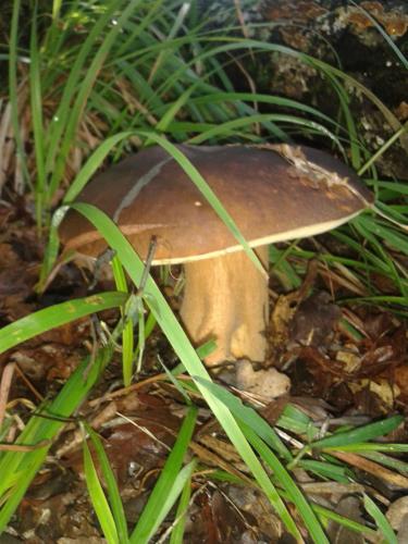 a brown mushroom sitting in the grass at Ospitalita' Rurale Casa Cani in Berceto