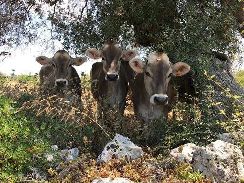 three brown cows standing in a field near some rocks at Casa Farfaglia in Noto
