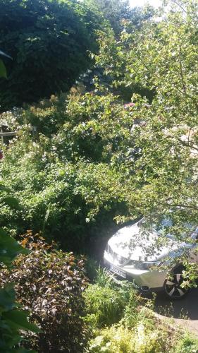 a car parked in the middle of a bunch of bushes at Landhaus Martens in Bresewitz