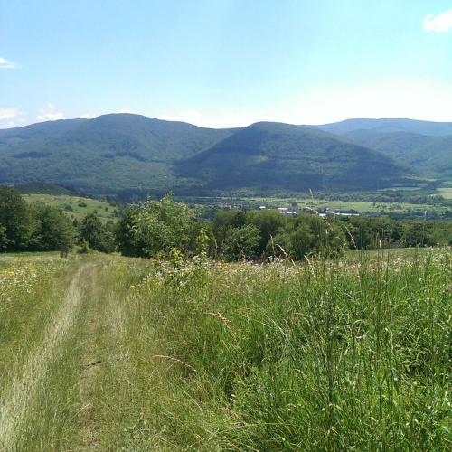 a field of grass with mountains in the background at Homestay Khomenko in Perechin