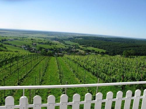 a white fence in front of a vineyard at Ferienhaus Szapary I in Eisenberg an der Pinka