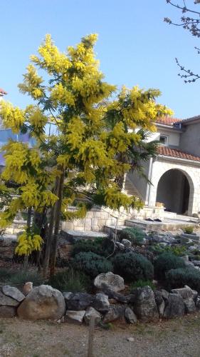 a tree with yellow leaves in a garden at Apartman Ivona in Malinska
