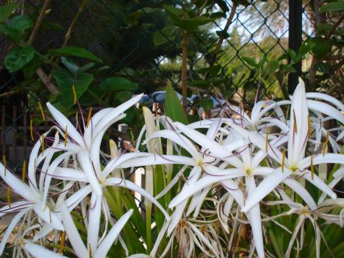 a group of white flowers in front of a fence at Verdemare Sardegna Uno in Villasimius