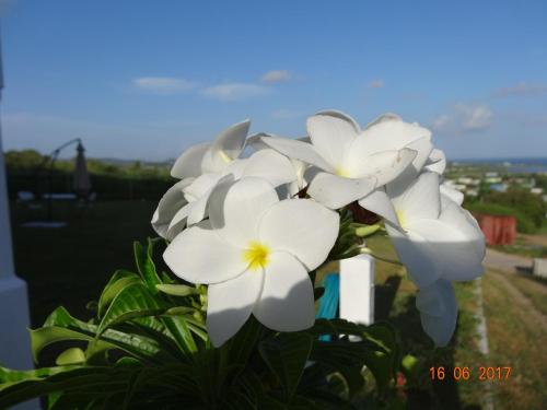 a group of white flowers in a garden at Holiday Home Belvedere in Dickenson Bay