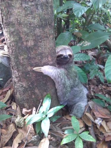 a baby animal standing next to a tree at Hotel La Colina in Manuel Antonio
