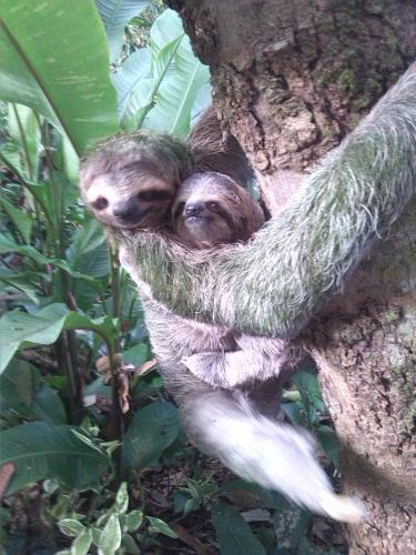 two sloths hugging each other in a tree at Hotel La Colina in Manuel Antonio
