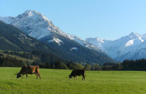 two cows grazing in a field with mountains in the background at Ferienwohnungen Bernie Schmid in Sonthofen