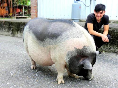 a woman squatting next to a large pig at DOWN HWA NO.8 in Pinghe