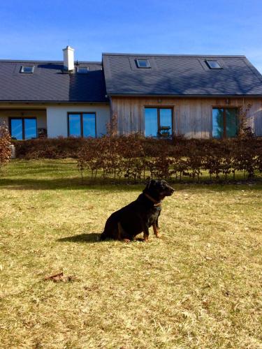 Domácí mazlíčci ubytovaní s hosty v ubytování Apartmány no.823