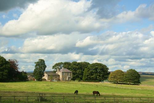 two horses grazing in a field in front of a house at Dunns Houses Farmhouse B&B in Otterburn