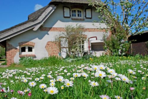 a field of daisies in front of a house at Ferienhaus unterm Reetdach in Ostseebad Sellin