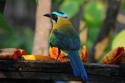 a bird sitting on top of some fruit at Hotel Mon Ami in El Remate