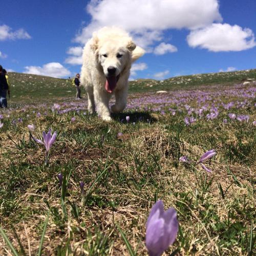 a white dog running through a field of flowers at Alle Vecchie Querce in Fontecchio