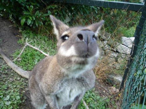 a close up of a kangaroo standing next to a fence at Steigmatt Bauernhof- Erlebnis in Montlingen