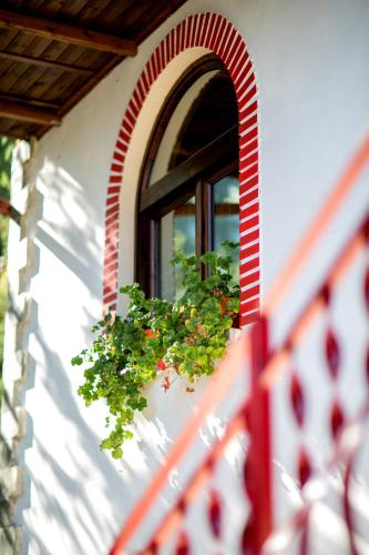 a window with a plant on the side of a building at Hotel Castle Park in Berat