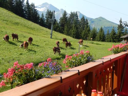 un troupeau de vaches herbivores dans un champ de fleurs dans l'établissement La Vieille Ferme, à Manigod
