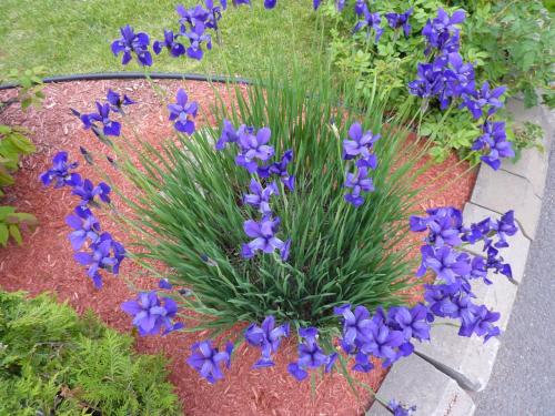 a bunch of purple flowers in a garden at Motel Belle Riviere in Saint-Jean-sur-Richelieu