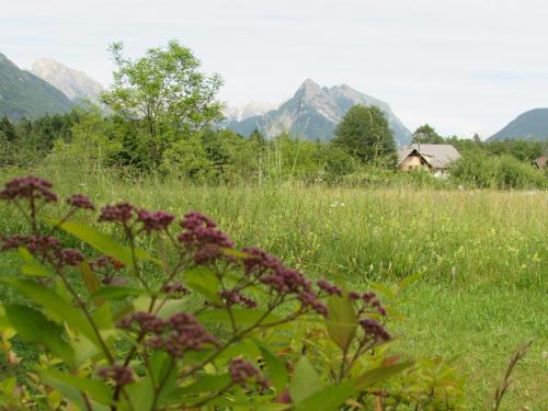 Příroda nedaleko apartmánu